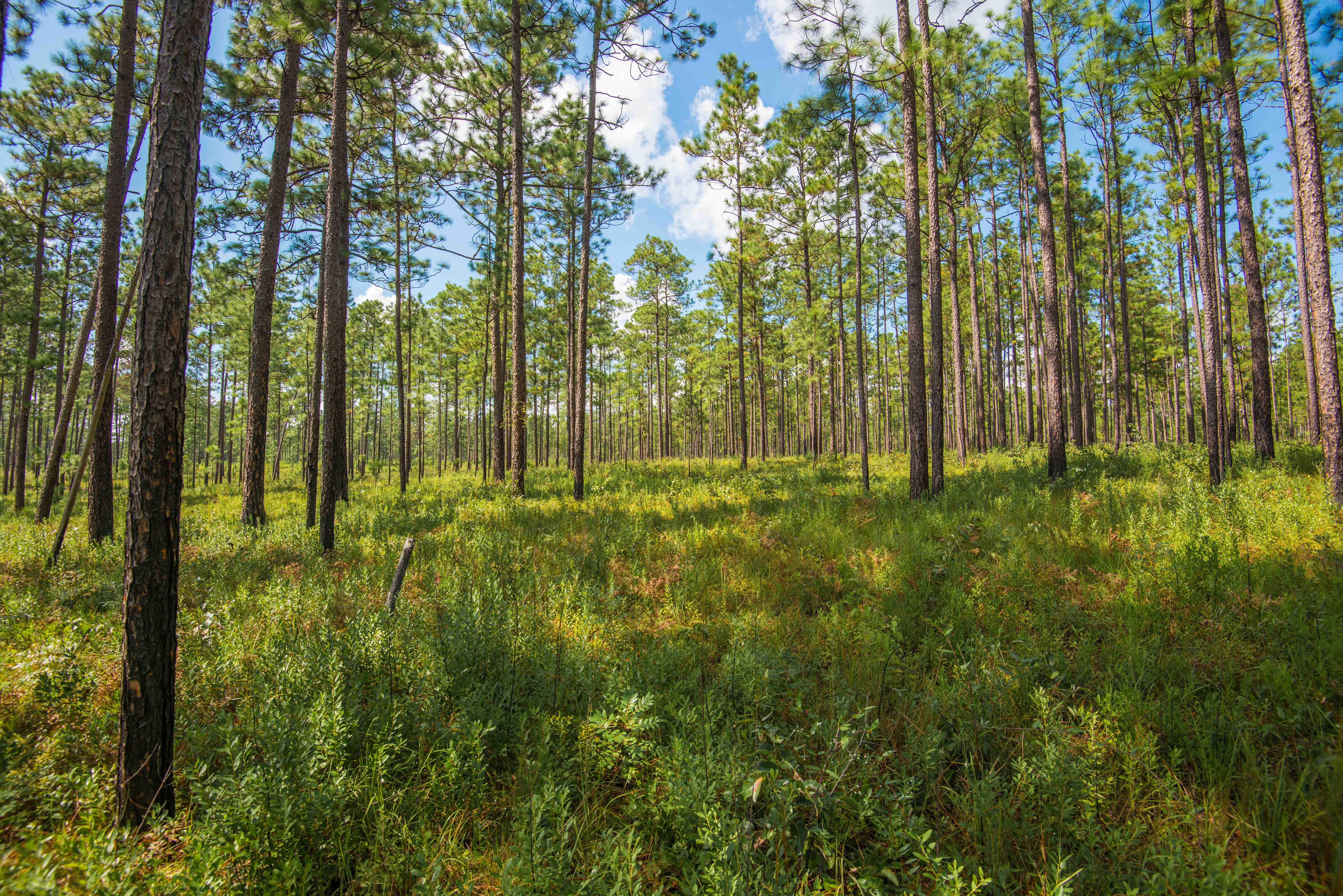 southern-company-and-partners-award-grants-to-advance-longleaf-pine